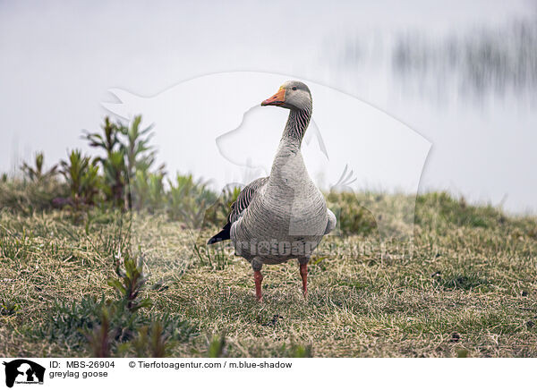 greylag goose / MBS-26904