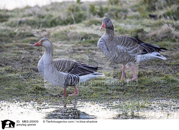 greylag geese / MBS-26909