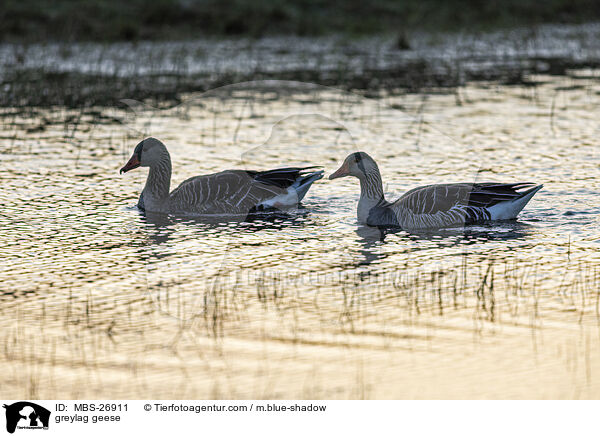 greylag geese / MBS-26911