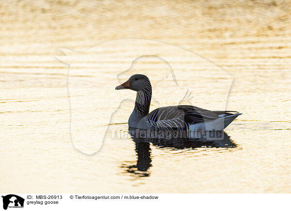 greylag goose / MBS-26913