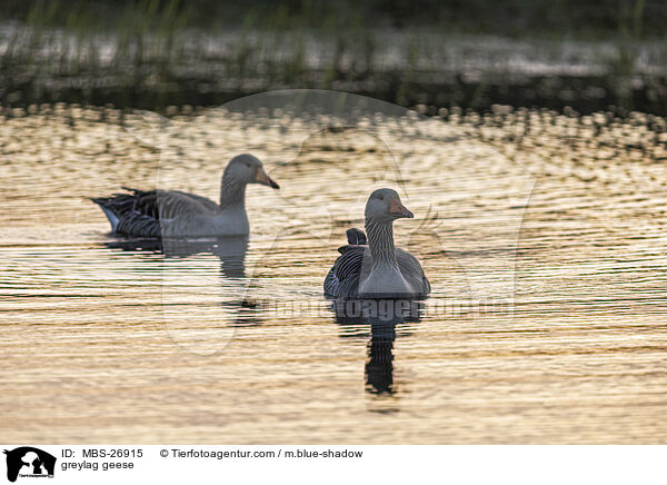 greylag geese / MBS-26915
