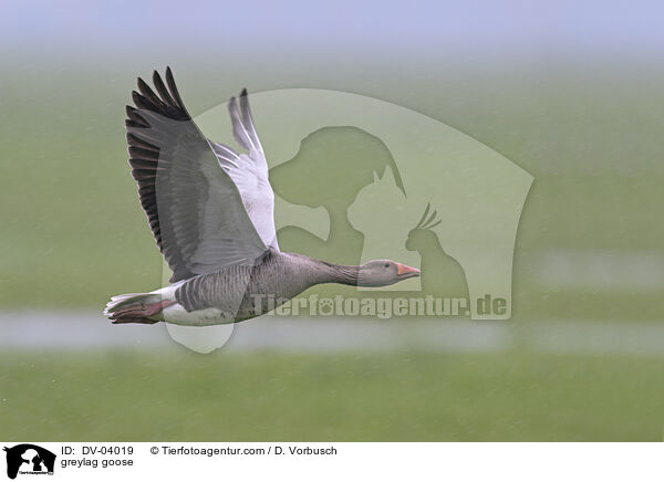 greylag goose / DV-04019