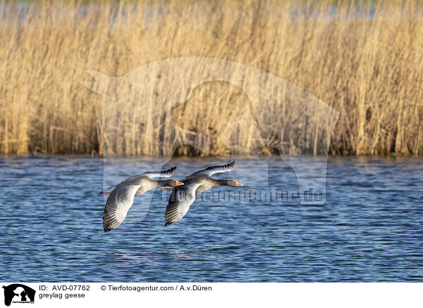 greylag geese / AVD-07762