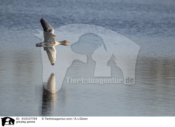 greylag geese / AVD-07764