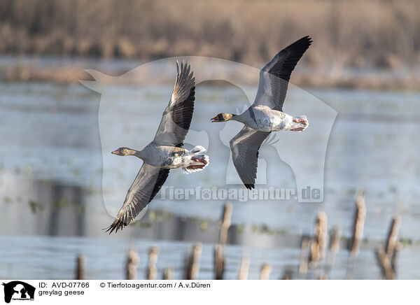 Graugnse / greylag geese / AVD-07766