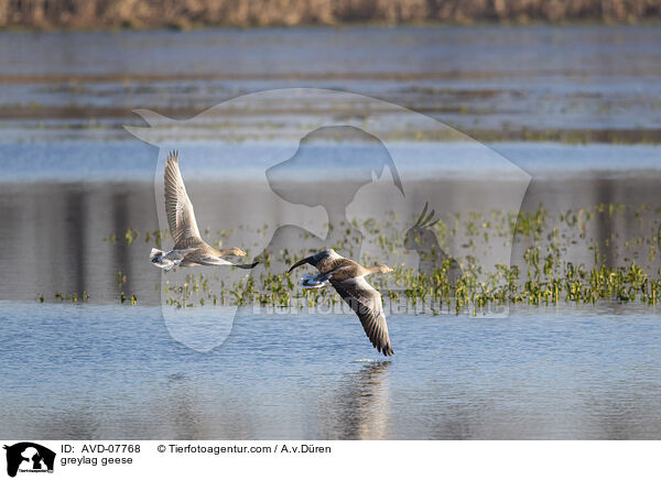 greylag geese / AVD-07768
