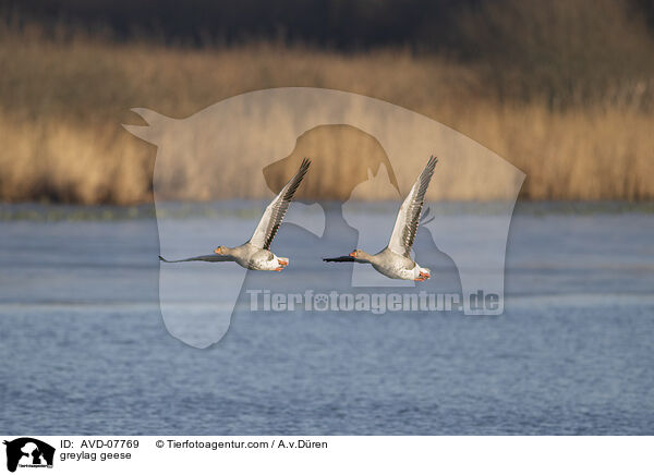 Graugnse / greylag geese / AVD-07769