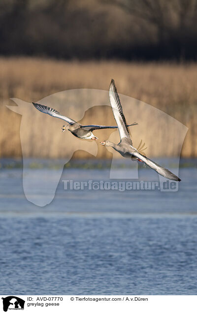 greylag geese / AVD-07770