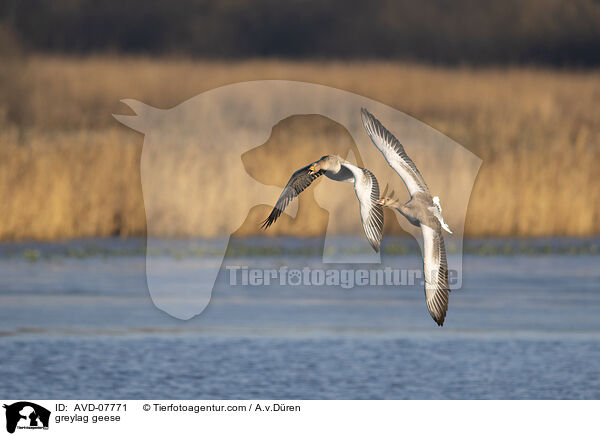greylag geese / AVD-07771