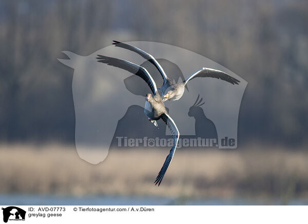 greylag geese / AVD-07773