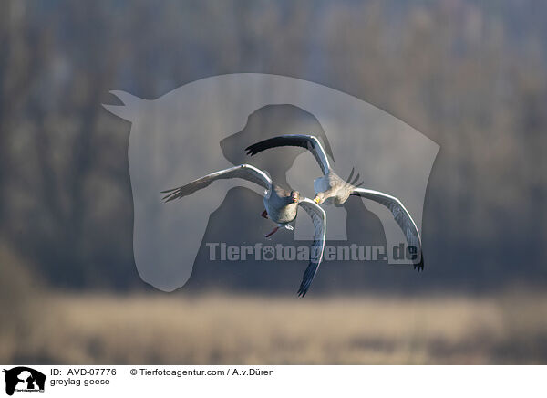 greylag geese / AVD-07776