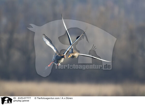 greylag geese / AVD-07777