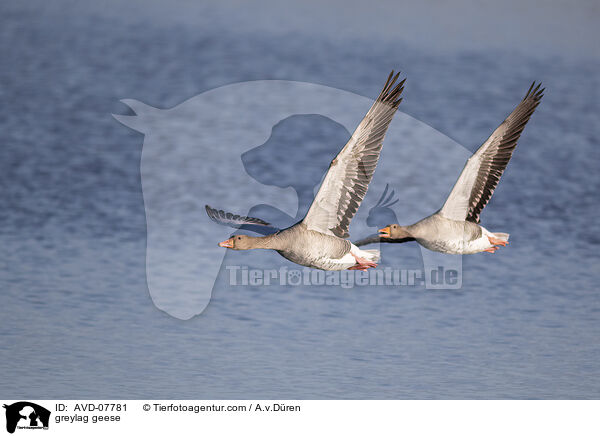 greylag geese / AVD-07781
