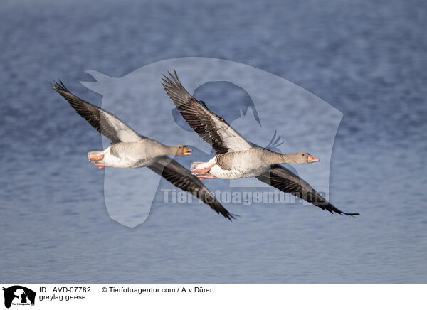 greylag geese / AVD-07782