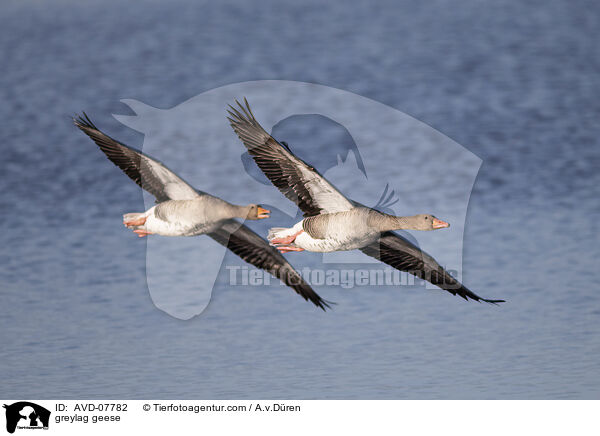 Graugnse / greylag geese / AVD-07782