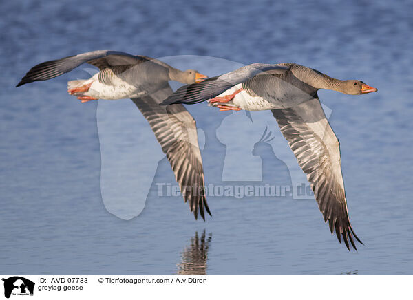 Graugnse / greylag geese / AVD-07783
