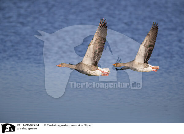 greylag geese / AVD-07784