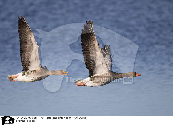 Graugnse / greylag geese / AVD-07785