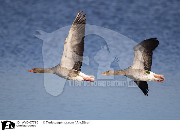 Graugnse / greylag geese / AVD-07786