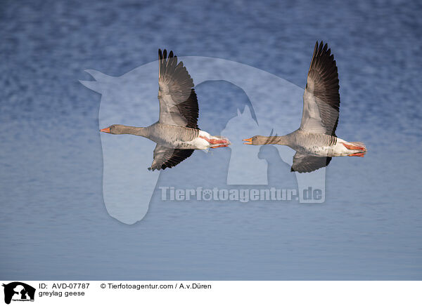 greylag geese / AVD-07787