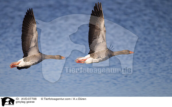 greylag geese / AVD-07788