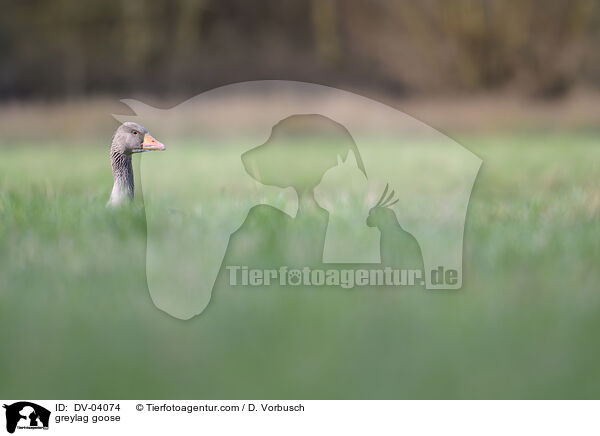 Graugans / greylag goose / DV-04074