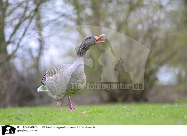 Graugans / greylag goose / DV-04075