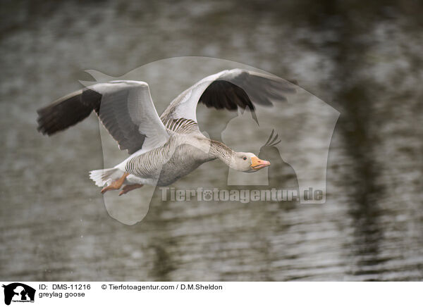 Graugans / greylag goose / DMS-11216