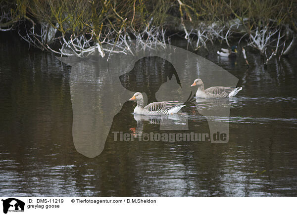 Graugans / greylag goose / DMS-11219