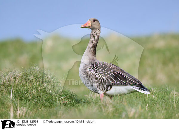Graugans / greylag goose / DMS-12598