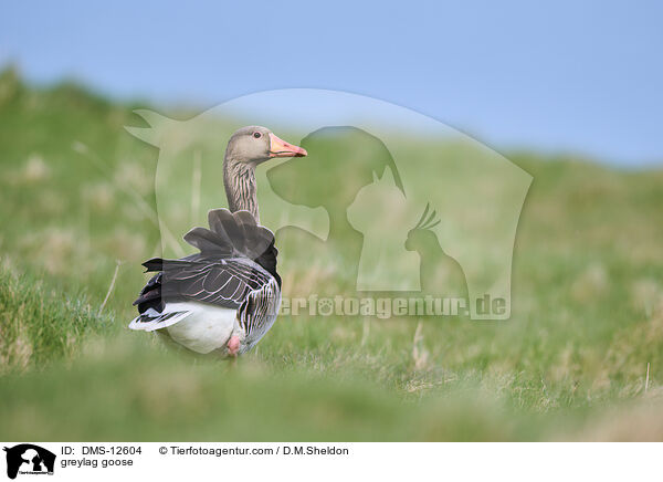 Graugans / greylag goose / DMS-12604