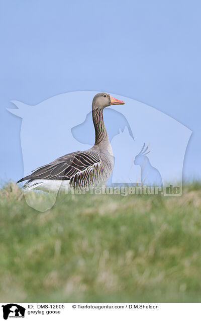 Graugans / greylag goose / DMS-12605