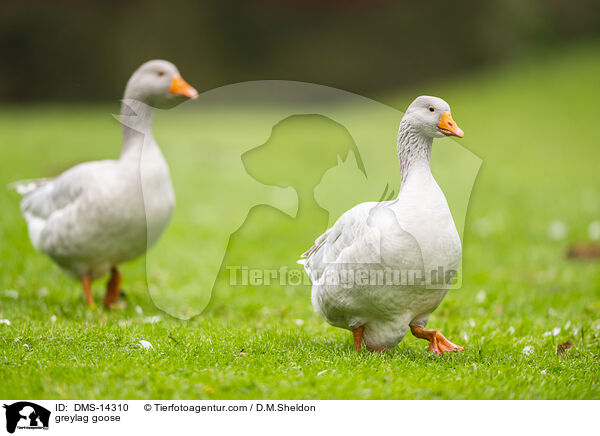 Graugans / greylag goose / DMS-14310