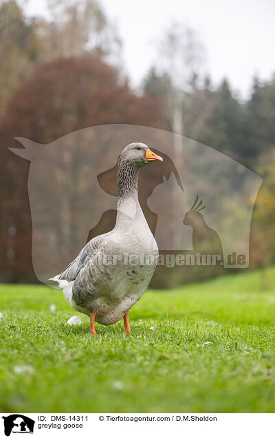 greylag goose / DMS-14311