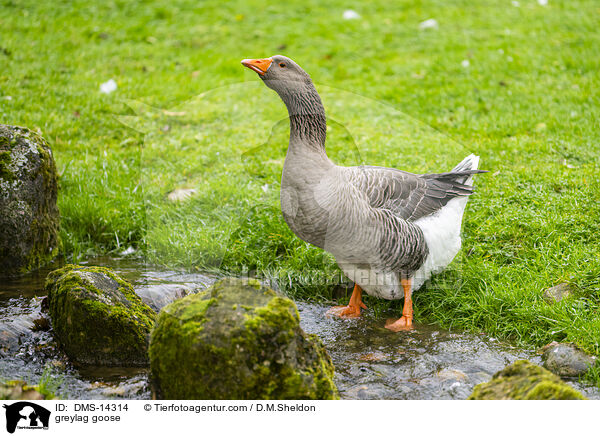 Graugans / greylag goose / DMS-14314