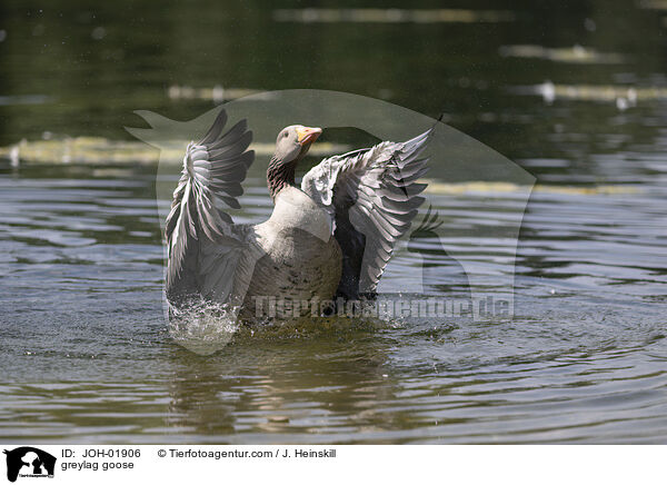 greylag goose / JOH-01906