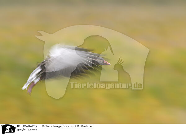 Graugans / greylag goose / DV-04239