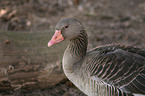 goose