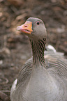 goose