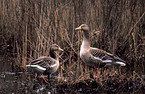 greylag geese