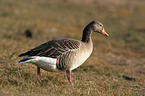 greylag goose