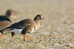 greylag goose