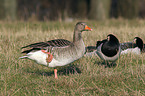 greylag goose