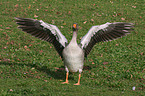 greylag goose