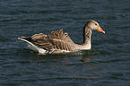 greylag goose