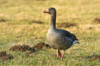 greylag goose