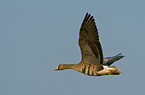 flying greylag goose