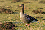 greylag goose