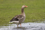 Greylag Goose