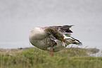 Greylag Goose